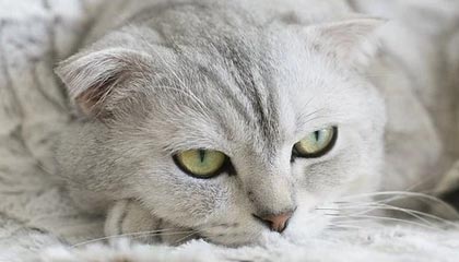 Kaiyun APP-女足亚洲杯资格赛火热进行，女足亚洲杯资格赛赛程